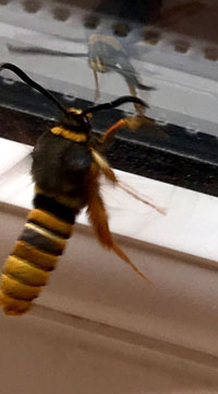 Sesia bembeciformis 
