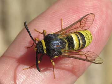 Sesia bembeciformis 