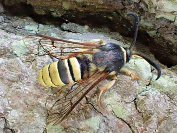 Sesia bembeciformis 