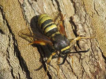 Sesia bembeciformis 
