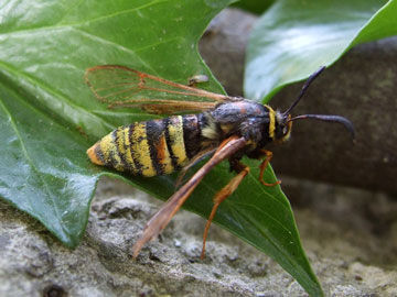 Sesia bembeciformis 