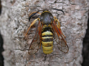 Sesia bembeciformis 