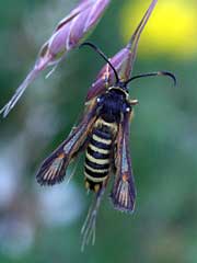 Bembecia ichneumoniformis 