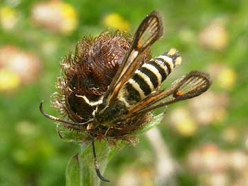 Bembecia ichneumoniformis 