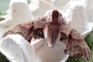 Smerinthus ocellata 
