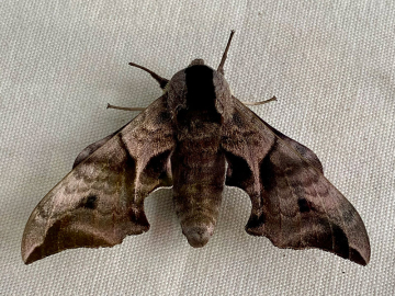 Smerinthus ocellata 