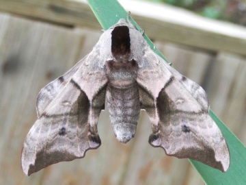Smerinthus ocellata 