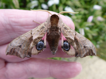 Smerinthus ocellata 