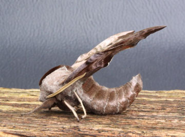 Smerinthus ocellata 