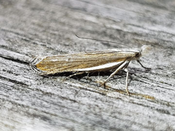 Sophronia semicostella 