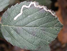 Stigmella aurella 