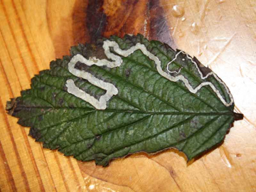 Stigmella aurella 