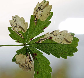 Stigmella aeneofasciella 