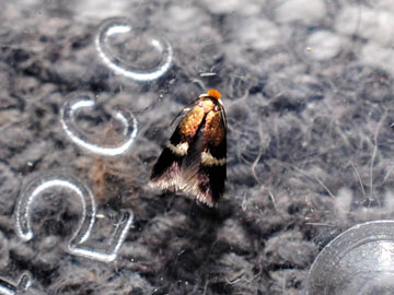Stigmella aurella 