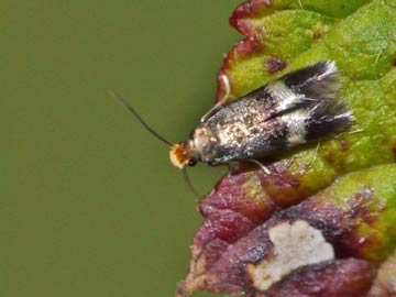 Stigmella aurella 