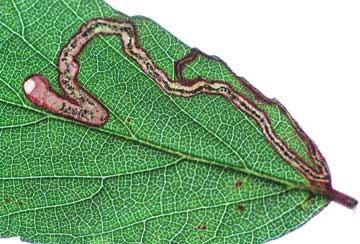 Stigmella aurella 
