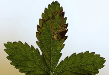 Stigmella aurella 