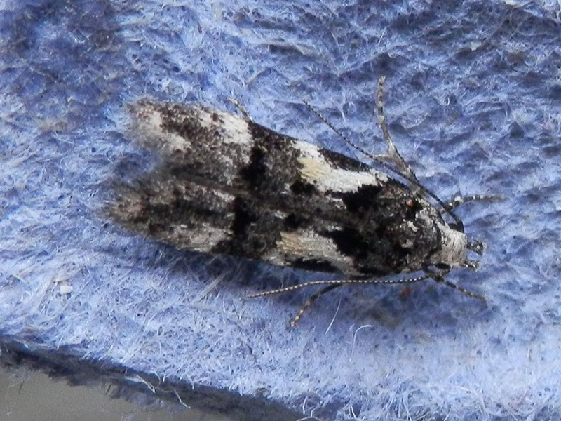 Teleiodes luculella 