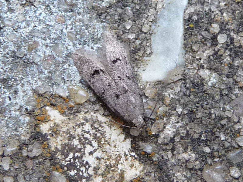 Teleiodes vulgella 