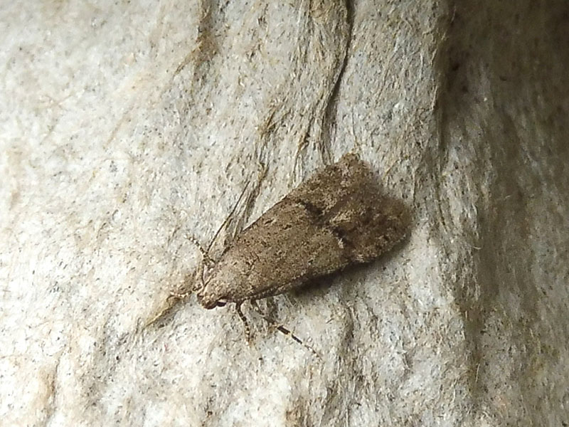 Teleiodes vulgella 