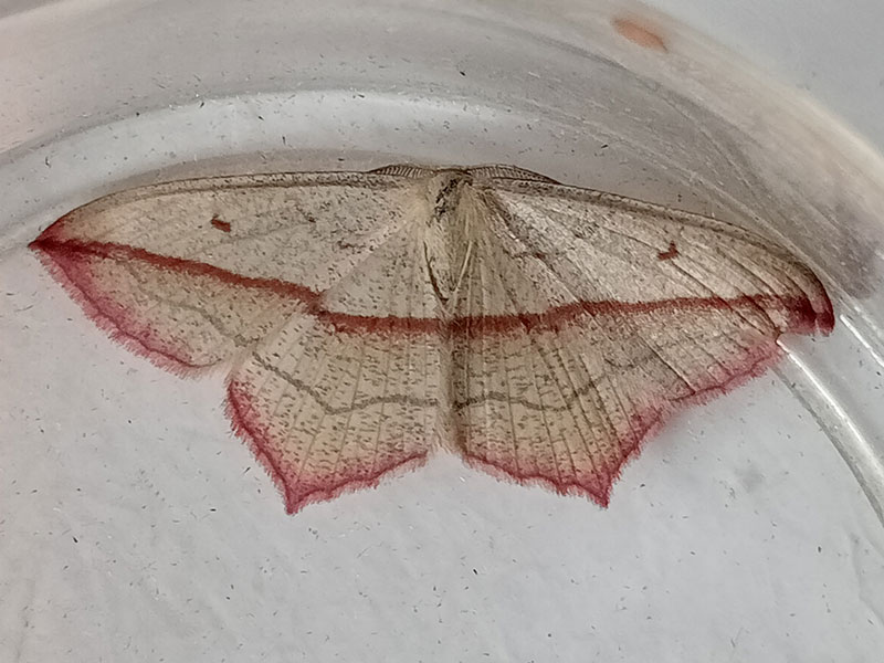 Timandra comae 