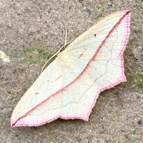 Timandra comae 