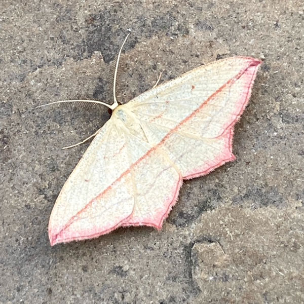 Timandra comae 