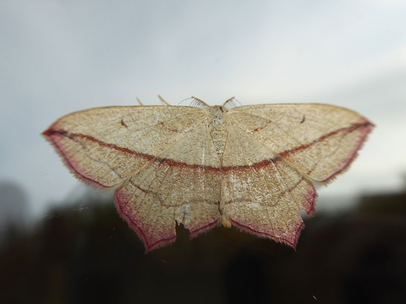 Timandra comae 