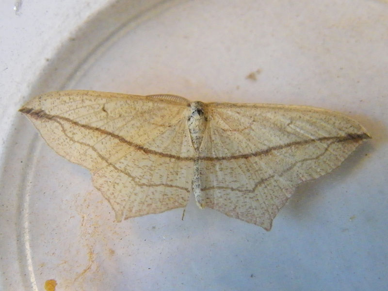 Timandra comae 