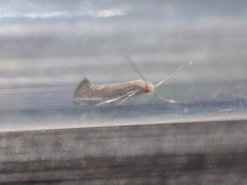 Tinagma ocnerostomella 