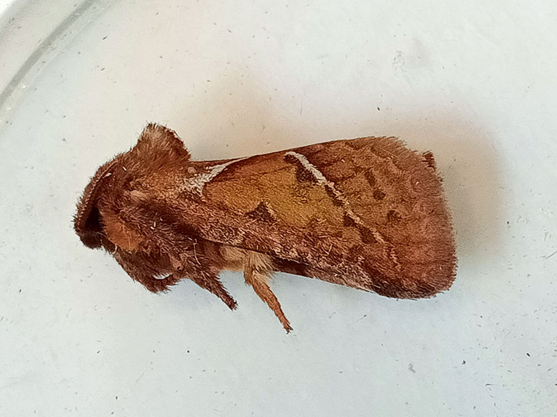 Triodia sylvina 