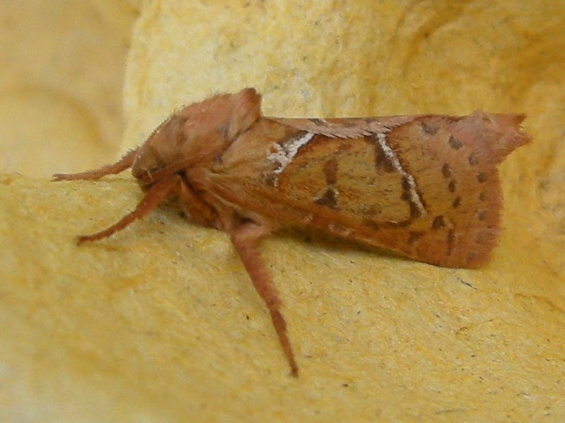 Triodia sylvina 