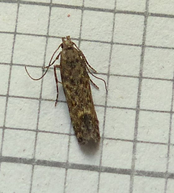 Tuta absoluta 