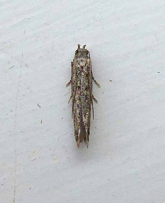 Tuta absoluta 