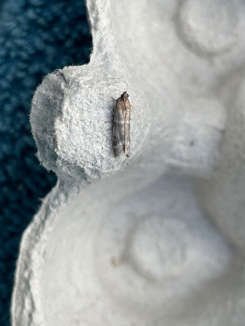 Vitula biviella 