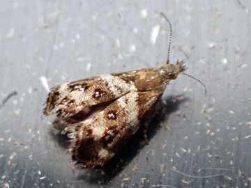 Tebenna micalis 