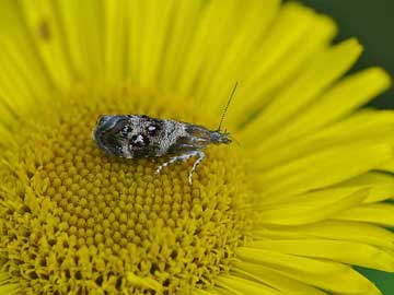 Tebenna micalis 