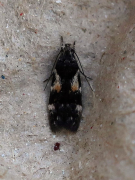 Teleiodes luculella 