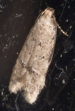 Teleiodes vulgella 