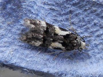 Teleiodes luculella 