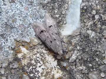 Teleiodes vulgella 