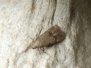 Teleiodes vulgella 