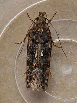 Teleiopsis diffinis 
