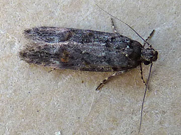 Teleiopsis diffinis 