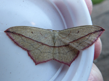 Timandra comae 