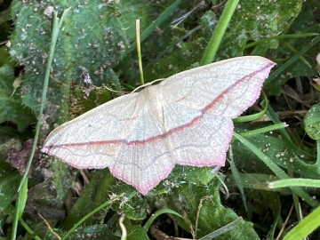 Timandra comae 