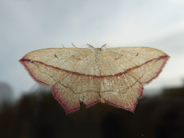 Timandra comae 