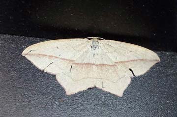 Timandra comae 