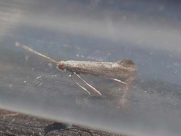 Tinagma ocnerostomella 