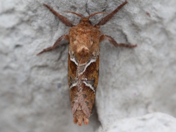 Triodia sylvina 